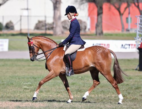 Swanreach Bolero
